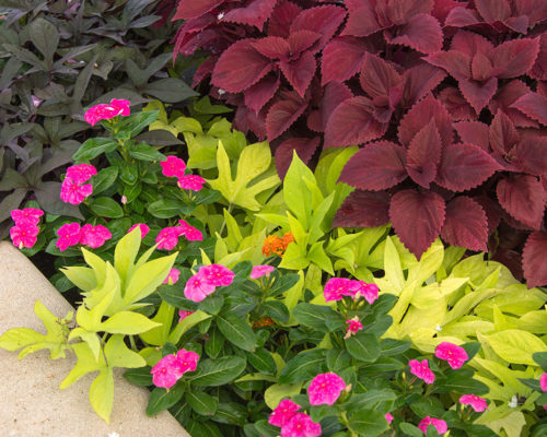 Augusta Landscaping
