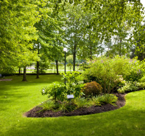 Augusta Landscaping