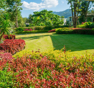 seasonal lawn care