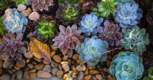 How to Make a Rock Garden