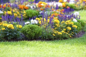Understanding Differences Between Perennials vs Annuals