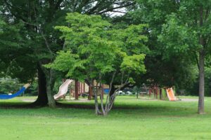 Boosting Campus Safety and Aesthetic Appeal Through Smart School Landscaping Design