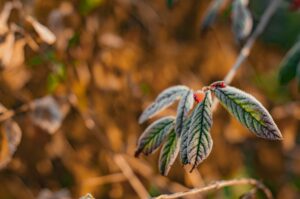 Protecting Your Plants From Frost Damage: Strategies For a Healthy Spring